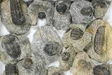Lot: Assorted Devonian Trilobites - Pieces #80636-1